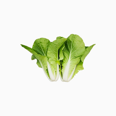 有机小白菜